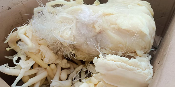 廢料不“廢”！塑料機(jī)頭料破碎機(jī)讓加工“廢料”變“碎料”